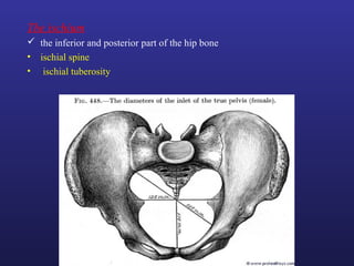 The ischium
 the inferior and posterior part of the hip bone
• ischial spine
• ischial tuberosity
 