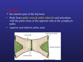 3-The pubis
 the anterior part of the hip bone
• Body bears pubic crest & pubic tubercle and articulates
with the pubic bone of the opposite side at the symphysis
pubis
• superior and inferior pubic rami
 