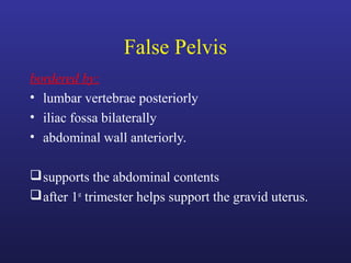 False Pelvis
bordered by:
• lumbar vertebrae posteriorly
• iliac fossa bilaterally
• abdominal wall anteriorly.
supports the abdominal contents
after 1st
trimester helps support the gravid uterus.
 