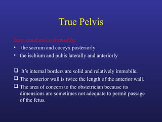 True Pelvis
bony canal and is formed by:
• the sacrum and coccyx posteriorly
• the ischium and pubis laterally and anteriorly
 It’s internal borders are solid and relatively immobile.
 The posterior wall is twice the length of the anterior wall.
 The area of concern to the obstetrician because its
dimensions are sometimes not adequate to permit passage
of the fetus.
 