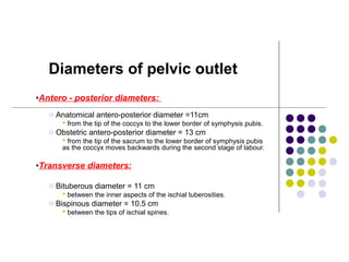 •Antero - posterior diameters:
o Anatomical antero-posterior diameter =11cm
 from the tip of the coccyx to the lower border of symphysis pubis.
o Obstetric antero-posterior diameter = 13 cm
 from the tip of the sacrum to the lower border of symphysis pubis
as the coccyx moves backwards during the second stage of labour.
•Transverse diameters:
o Bituberous diameter = 11 cm
 between the inner aspects of the ischial tuberosities.
o Bispinous diameter = 10.5 cm
 between the tips of ischial spines.
Diameters of pelvic outlet
 