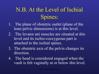 N.B. At the Level of Ischial
Spines:
1. The plane of obstetric outlet (plane of the
least pelvic dimensions) is at this level.
2. The levator ani muscles are situated at this
level and its ischio-coccygeous part is
attached to the ischial spines.
3. The obstetric axis of the pelvis changes its
direction.
4. The head is considered engaged when the
vault is felt vaginally at or below this level.
www.freelivedoctor.com
 