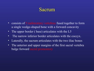 Sacrum
• consists of 5 rudimentary vertebrae fused together to form
a single wedge-shaped bone with a forward concavity
• The upper border ( base) articulates with the L5
• The narrow inferior border articulates with the coccyx.
• Laterally, the sacrum articulates with the two iliac bones
• The anterior and upper margins of the first sacral vertebra
bulge forward sacral promontory
 