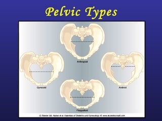 Pelvic Types
 