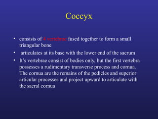 Coccyx
• consists of 4 vertebrae fused together to form a small
triangular bone
• articulates at its base with the lower end of the sacrum
• It’s vertebrae consist of bodies only, but the first vertebra
possesses a rudimentary transverse process and cornua.
The cornua are the remains of the pedicles and superior
articular processes and project upward to articulate with
the sacral cornua
 