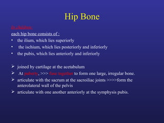 Hip Bone
In children:
each hip bone consists of :
• the ilium, which lies superiorly
• the ischium, which lies posteriorly and inferiorly
• the pubis, which lies anteriorly and inferiorly
 joined by cartilage at the acetabulum
 At puberty, >>> fuse together to form one large, irregular bone.
 articulate with the sacrum at the sacroiliac joints >>>>form the
anterolateral wall of the pelvis
 articulate with one another anteriorly at the symphysis pubis.
 