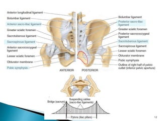 Pelvis and perineum | PPTX