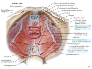 Pelvis and perineum | PPTX