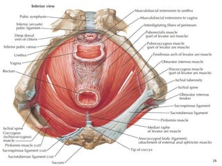 Pelvis and perineum | PPTX