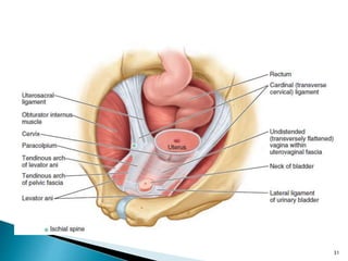 Pareunia Pelvis and perineum | PPTX