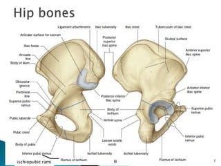 Pelvis and perineum | PPTX