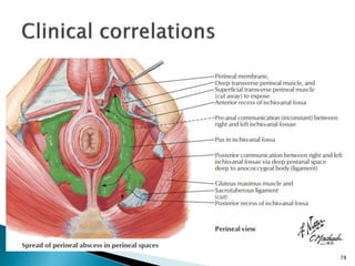 Pelvis and perineum | PPTX