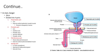 The Pelvis and Perineum slides of human anatomy.pptx