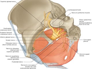 Comprehensive Anatomy of the Pelvis and Perineum: Structure, Functions ...