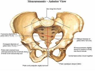 Comprehensive Anatomy of the Pelvis and Perineum: Structure, Functions ...