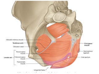 Comprehensive Anatomy of the Pelvis and Perineum: Structure, Functions ...