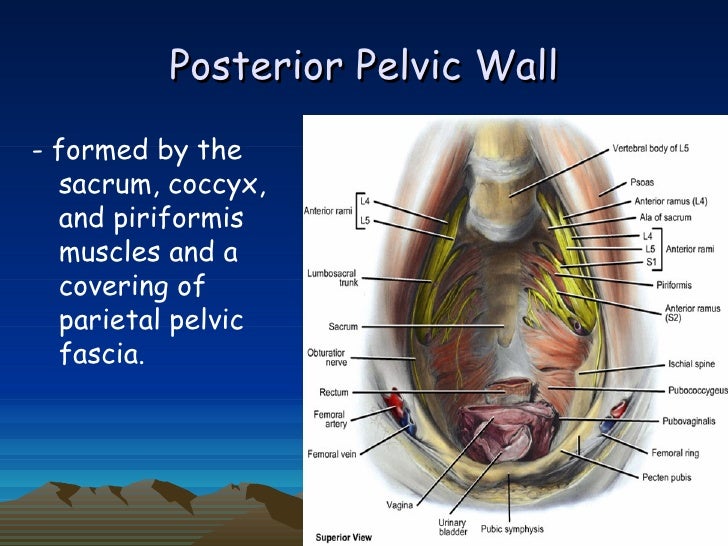 Pelvis By Dr. Fernandez