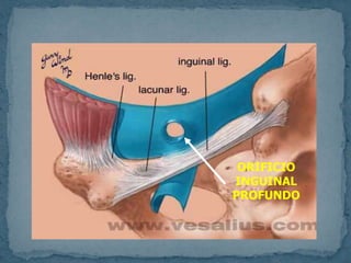 ORIFICIO
INGUINAL
PROFUNDO
 