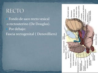  Fondo de saco recto vesical
o rectouterino (De Douglas).
 Por debajo:
Fascia rectogenital ( Denovilliers)
 