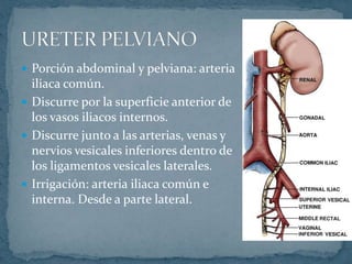  Porción abdominal y pelviana: arteria
iliaca común.
 Discurre por la superficie anterior de
los vasos iliacos internos.
 Discurre junto a las arterias, venas y
nervios vesicales inferiores dentro de
los ligamentos vesicales laterales.
 Irrigación: arteria iliaca común e
interna. Desde a parte lateral.
 