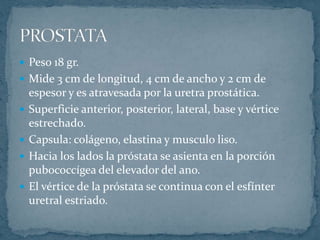  Peso 18 gr.
 Mide 3 cm de longitud, 4 cm de ancho y 2 cm de
espesor y es atravesada por la uretra prostática.
 Superficie anterior, posterior, lateral, base y vértice
estrechado.
 Capsula: colágeno, elastina y musculo liso.
 Hacia los lados la próstata se asienta en la porción
pubococcígea del elevador del ano.
 El vértice de la próstata se continua con el esfínter
uretral estriado.
 