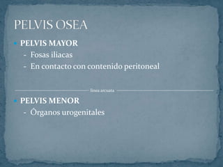  PELVIS MAYOR
- Fosas iliacas
- En contacto con contenido peritoneal
linea arcuata
 PELVIS MENOR
- Órganos urogenitales
 