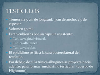 Tienen 4 a 5 cm de longitud. 3 cm de ancho, 2,5 de
espesor.
 Volumen 30 ml.
 Están cubiertos por un capsula resistente:
 Túnica vaginal visceral.
 Túnica albugínea.
 Túnica vascular.
 El epidídimo se fija a la cara posterolateral de l
testículo.
 Por debajo de el la túnica albugínea se proyecta hacia
adentro para formar mediastino testicular (cuerpo de
Highmoro)
 