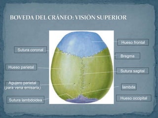 Hueso occipitalSutura lambdoidea
lambda
Agujero parietal
(para vena emisaria)
Sutura sagital
Hueso parietal
Bregma
Sutura coronal
Hueso frontal
 