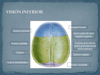 cresta frontal
surco para el seno
sagital superior
Sutura coronal
Hueso parietal Fositas granulares
(para granulaciones
Aracnoideas)
Díploe
Sutura sagital
Sutura lambdoidea
Hueso occipital
 