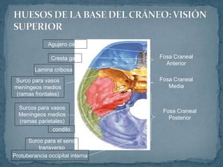 Fosa Craneal
Anterior
Fosa Craneal
Media
Fosa Craneal
Posterior
Agujero ciego
Cresta galli
Lamina cribosa
Surco para vasos
meníngeos medios
(ramas frontales)
Surcos para vasos
Meníngeos medios
(ramas parietales)
condilo
Surco para el seno
transverso
Protuberancia occipital interna
 