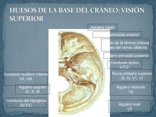 Agujero ciego
Orificio de la lámina cribosa
Haces del nervio olfatorio
Agujero etmoidal anterior
Agujero etmoidal posterior
Conducto óptico
II P.C
fisura orbitaria superior
III, IV, V1, VI
Agujero redondo
V2
Agujero oval
V3
Conducto auditivo interno
VII, VIII
Agujero yugular
IX, X, XI
Conducto del hipogloso
XII P.C
 