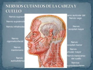 Nervio supraorbitario
Nervio supratroclear
Nervio infratroclear
Nervio
cigomaticofacial
Nervio
mentoniano
Nervio
auriculotemporal
Ramo auricular del
Nervio vago
Nervio
occipital mayor
Nervio
occipital menor
Nervio
auricular mayor
Nervio transverso
del cuello
Nervios
supraclaviculares
 