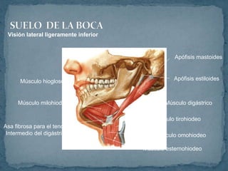 Visión lateral ligeramente inferior
Músculo hiogloso
Músculo milohiodeo
Asa fibrosa para el tendón
Intermedio del digástrico
Músculo tirohiodeo
Músculo omohiodeo
Músculo esternohiodeo
Músculo digástrico
Apófisis estiloides
Apófisis mastoides
 