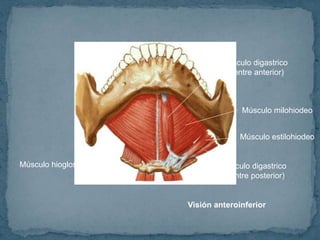 Visión anteroinferior
Músculo hiogloso Músculo digastrico
(vientre posterior)
Músculo digastrico
(vientre anterior)
Músculo milohiodeo
Músculo estilohiodeo
 