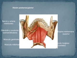 Visión posterosuperior
Músculo genihideo
Músculo milohiodeo
Glándula y conducto
submandibulares
Nervio y arteria
milohiodeo
Espina mentoniana
superior
Músculo hiogloso
(cortado)
 