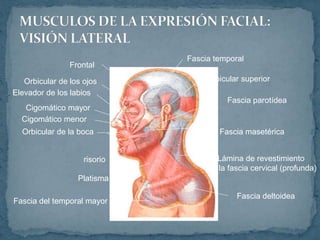 Orbicular de la boca
Cigomático mayor
Cigomático menor
Orbicular de los ojos
Elevador de los labios
Frontal
Fascia temporal
Orbicular superior
Fascia parotídea
Fascia masetérica
Lámina de revestimiento
de la fascia cervical (profunda)
Fascia deltoidea
Platisma
risorio
Fascia del temporal mayor
 