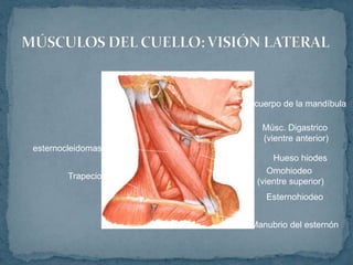 cuerpo de la mandíbula
Músc. Digastrico
(vientre anterior)
Hueso hiodes
Omohiodeo
(vientre superior)
Esternohiodeo
Manubrio del esternón
esternocleidomastoideo
Trapecio
 