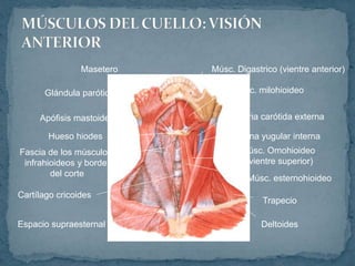 Músc. Digastrico (vientre anterior)
Músc. milohioideo
Arteria carótida externa
Vena yugular interna
Músc. Omohioideo
(vientre superior)
Músc. esternohioideo
Trapecio
Deltoides
Masetero
Glándula parótida
Apófisis mastoides
Hueso hiodes
Fascia de los músculos
infrahioideos y borde
del corte
Cartílago cricoides
Espacio supraesternal
 