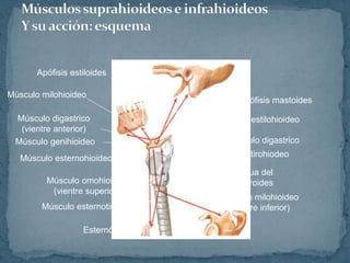 Músculo milohioideo
(vientre inferior)
Línea oblicua del
cartílago tiroides
Músculo tirohiodeo
Músculo digastrico
Músculo estilohioideo
Apófisis mastoides
Esternón
Músculo esternotiroideo
Músculo omohioideo
(vientre superior)
Músculo esternohioideo
Músculo genihioideo
Músculo digastrico
(vientre anterior)
Músculo milohioideo
Apófisis estiloides
 