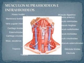 Músculo digastrico
(vientre anterior)
Músculo milohioideo
Músculo hiogloso
Músculo estilohioideo
Músculo tirohioideo
Músculo crisotiroideo
Músculo esternotiroideo
Glándula tiroides
Clavícula
Tráquea
Trapecio
Músc. escalenos
Cartílago cricoides
Esternohioideo
Cartílago tiroides
Vena yugular interna
Membrana tirohiodea
Hueso hiodes
 