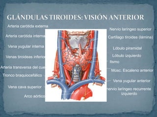 nervio laríngeo recurrente
izquierdo
Vena yugular anterior
Músc. Escaleno anterior
Itsmo
Lóbulo izquierdo
Lóbulo piramidal
Cartílago tiroides (lámina)
Nervio laríngeo superior
Arco aórtico
Vena cava superior
Tronco braquiocefálico
Arteria transversa del cuello
Venas tiroideas inferiores
Vena yugular interna
Arteria carótida interna
Arteria carótida externa
 