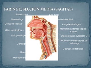 Silla turcaSeno frontal
Seno esfenoidalNasofaringe
Amígdala faríngea
Membrana atlantooccipital
anterior
Diente de axis (vértebra C1)
Músculos constrictores de
la faringe
Cuerpos vertebrales
Cartílago tiroides
Manubrio del esternón
Glándula tiroides
Laringofaringe
Músc. geniogloso
Conducto incisivo
 