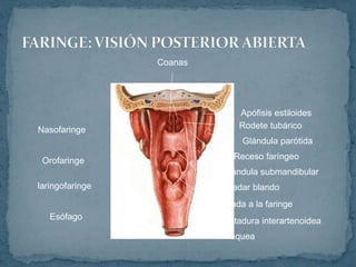 Tráquea
Nasofaringe
Orofaringe
laringofaringe
Esófago
Coanas
Apófisis estiloides
Rodete tubárico
Receso faríngeo
Paladar blando
Glándula submandibular
Entrada a la faringe
Escotadura interartenoidea
Glándula parótida
 