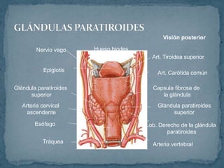 Hueso hiodes
Visión posterior
Art. Tiroidea superior
Art. Carótida común
Capsula fibrosa de
la glándula
Glándula paratiroides
superior
Lob. Derecho de la glándula
paratiroides
Arteria vertebral
Epiglotis
Nervio vago
Arteria cervical
ascendente
Glándula paratiroides
superior
Esófago
Tráquea
 