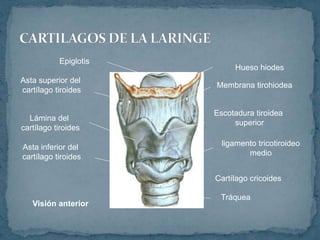 ligamento tricotiroideo
medio
Tráquea
Cartílago cricoides
Asta inferior del
cartílago tiroides
Lámina del
cartílago tiroides
Escotadura tiroidea
superior
Asta superior del
cartílago tiroides
Membrana tirohiodea
Hueso hiodes
Epiglotis
Visión anterior
 