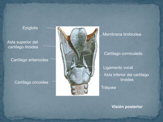 Visión posterior
Cartílago corniculado
Cartílago aritenoides
Ligamento vocal
Tráquea
Cartílago cricoides
Asta inferior del cartílago
tiroides
Asta superior del
cartílago tiroides
Membrana tirohiodea
Epiglotis
 