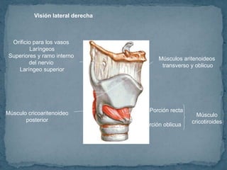Visión lateral derecha
Orificio para los vasos
Laríngeos
Superiores y ramo interno
del nervio
Laríngeo superior
Músculos aritenoideos
transverso y oblicuo
Porción recta
Porción oblicua
Músculo
cricotiroides
Músculo cricoaritenoideo
posterior
 