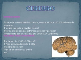 GENERALIDADES
parte del sistema nervioso central, constituido por 100.000 millones de
neuronas.
 ocupa casi toda la cavidad craneal.
forma ovoide con dos extremos: anterior y posterior.
Recubierto por un sustancia gris ( CORTEZA CEREBRAL)
VOLUMEN, PESO Y DIMENSION
volumen de 1.350 y 1.500 cm3.
Pesa aproximadamente 1.400g
longitud de 17 cm
14 cm de ancho y 13 cm de
alto.
 