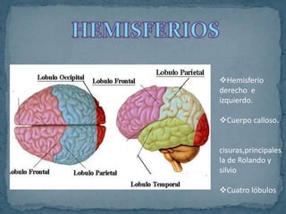 Hemisferio
derecho e
izquierdo.
Cuerpo calloso.
cisuras,principales
la de Rolando y
silvio
Cuatro lóbulos
 