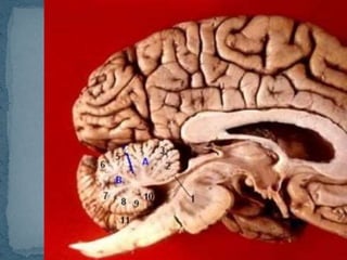 Pelvis, cabeza y cuello